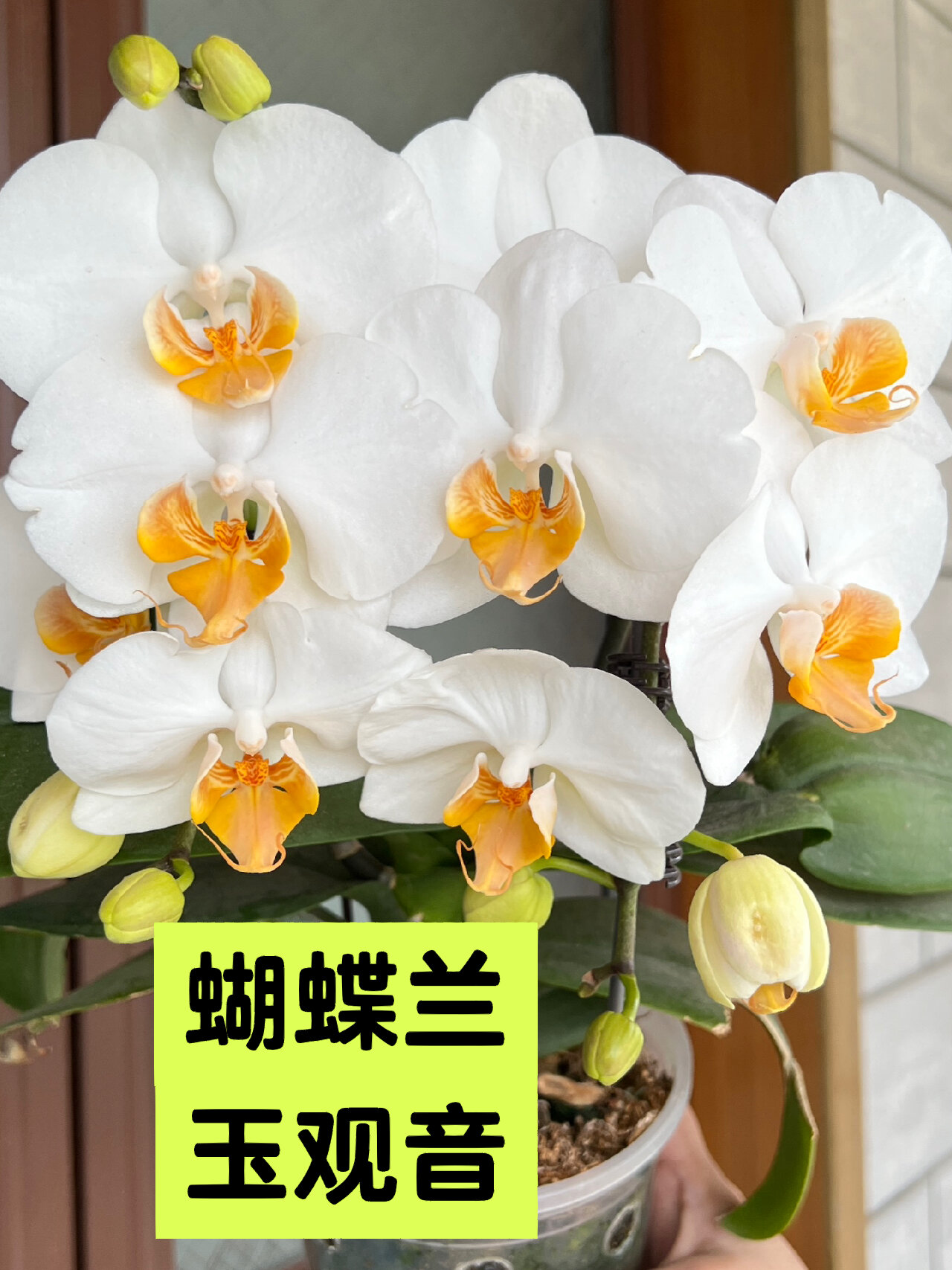 「蝴蝶兰」玉观音,自律的好孩子-度小视