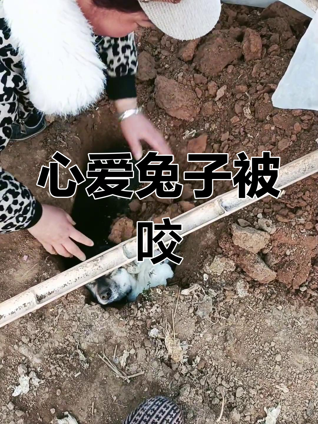 猫咬死兔子图片