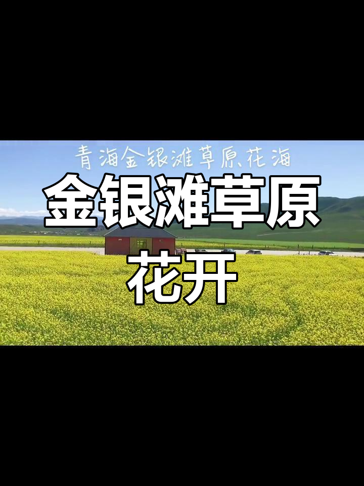 青海金银滩草原花海盛开,藏客牧场邀您共赏美景