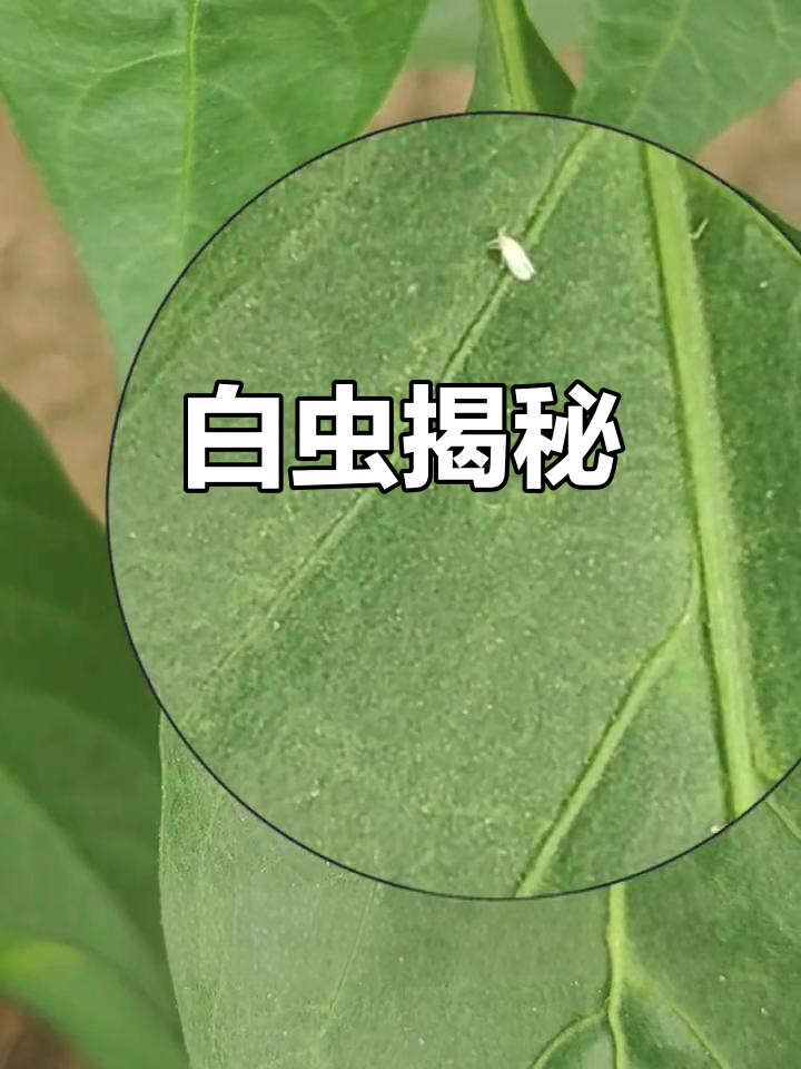 辣椒上飞舞的白色小虫,究竟是什么?