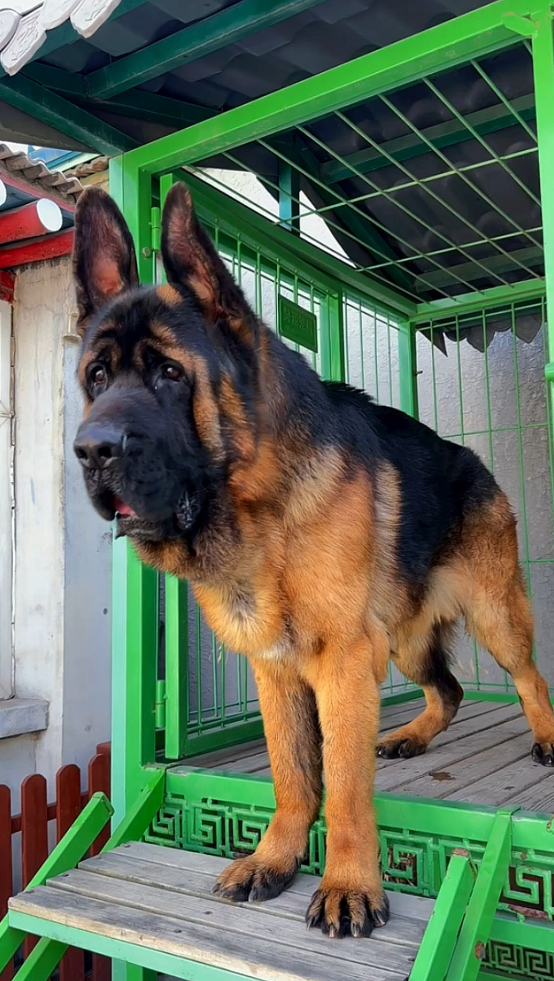 当有侵犯领地锤系德牧犬的表现 德牧 锤