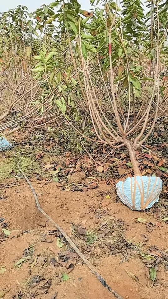 杨凌樱桃树苗基地图片