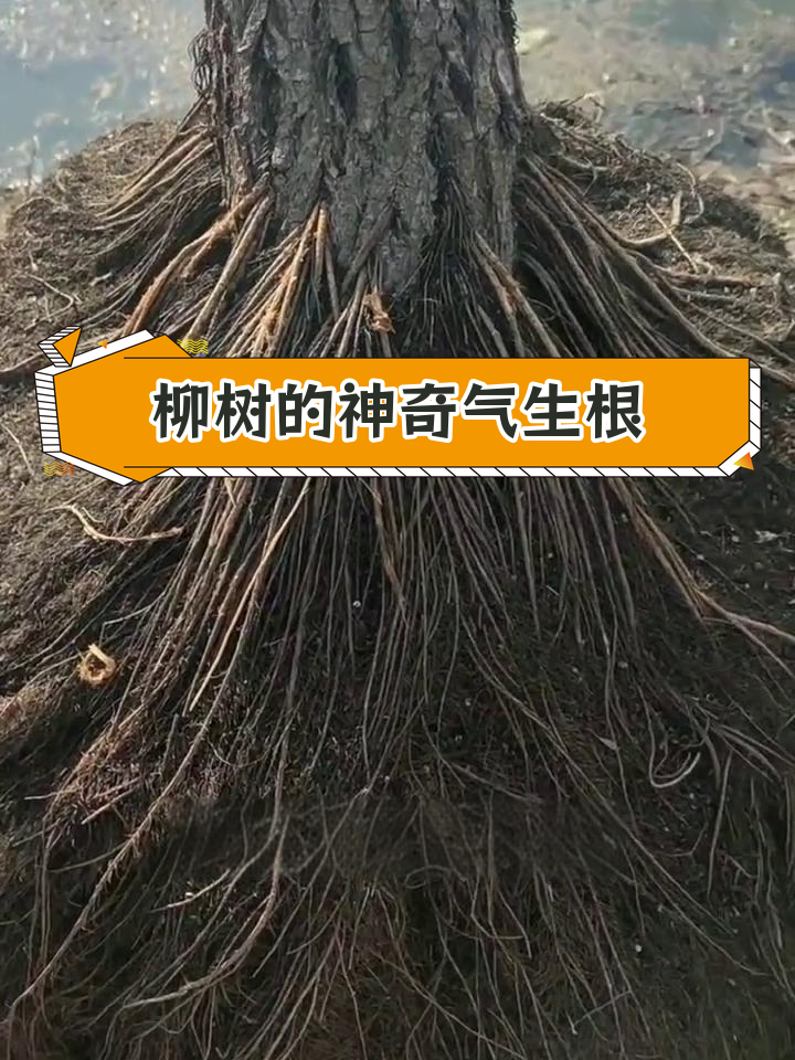 柳树的气生根与红树林的独特生存策略