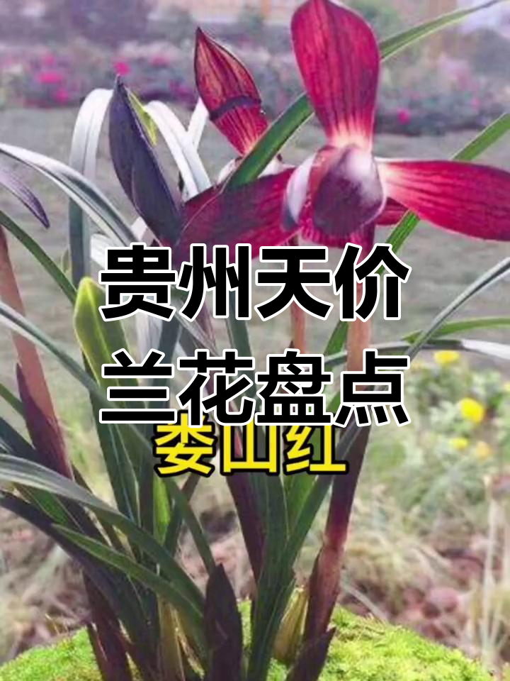 贵州十大名贵兰花,帝王蝶,神龙宝顶等珍品揭秘
