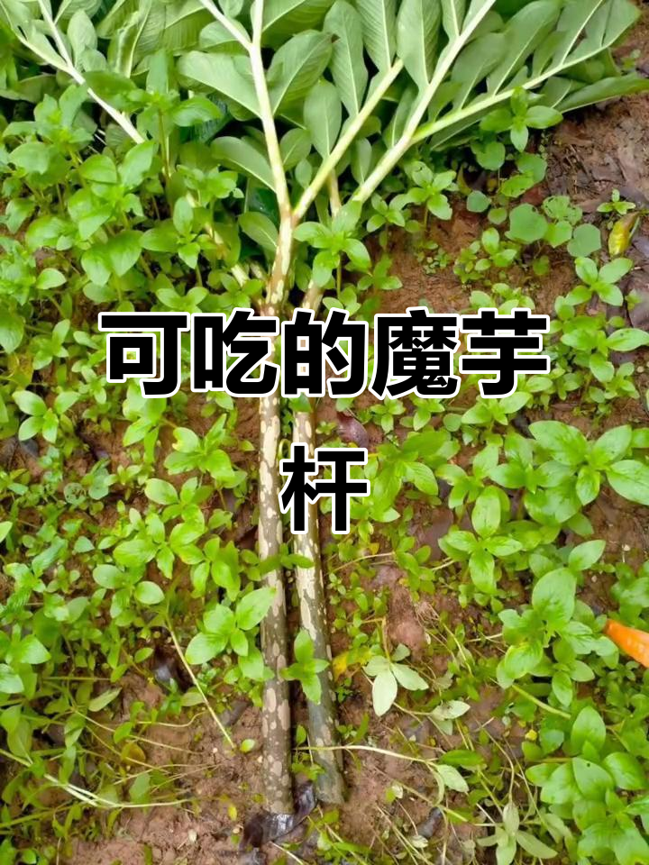 魔芋杆竟能当菜吃,朋友惊呆了!