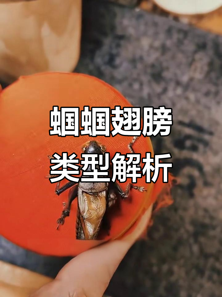 蝈蝈膀型揭秘:杂嘴膀与砸嘴膀的独特魅力