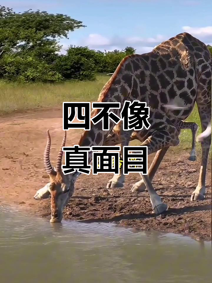 亲眼见到它,简直不敢相信!这就是传说中的"四不像"动物