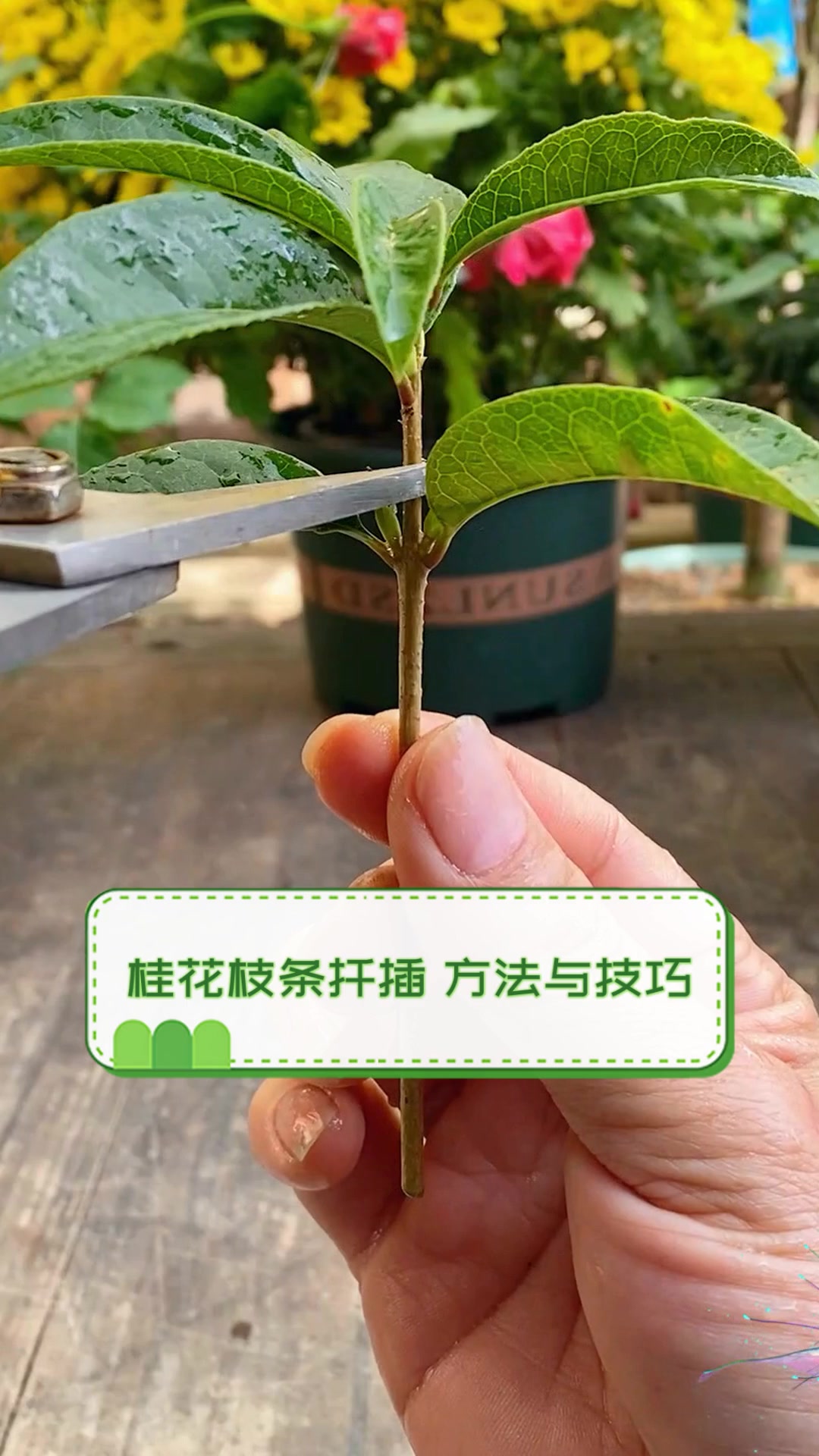 桂花枝条扦插,方法与技巧