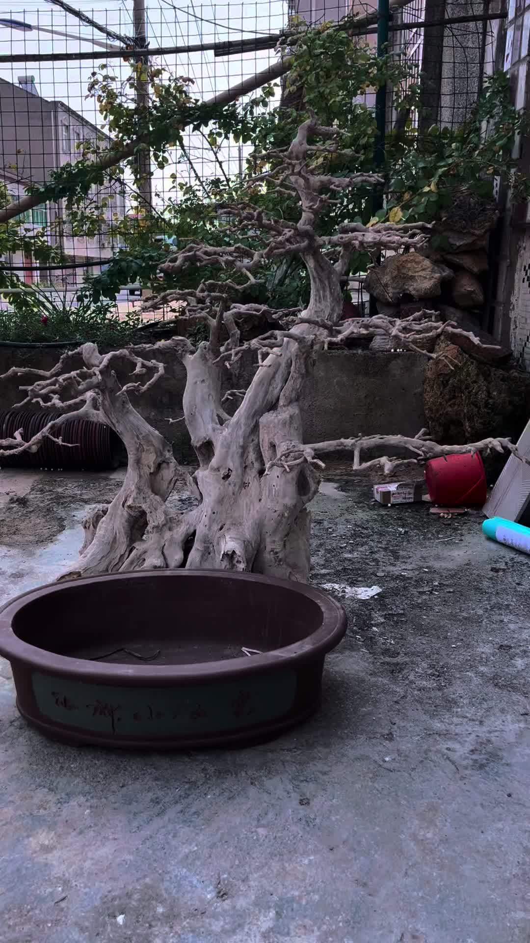 死了几年的盆景树桩,现在依然是精品摆件 盆景 爱生活爱养花 花卉绿植