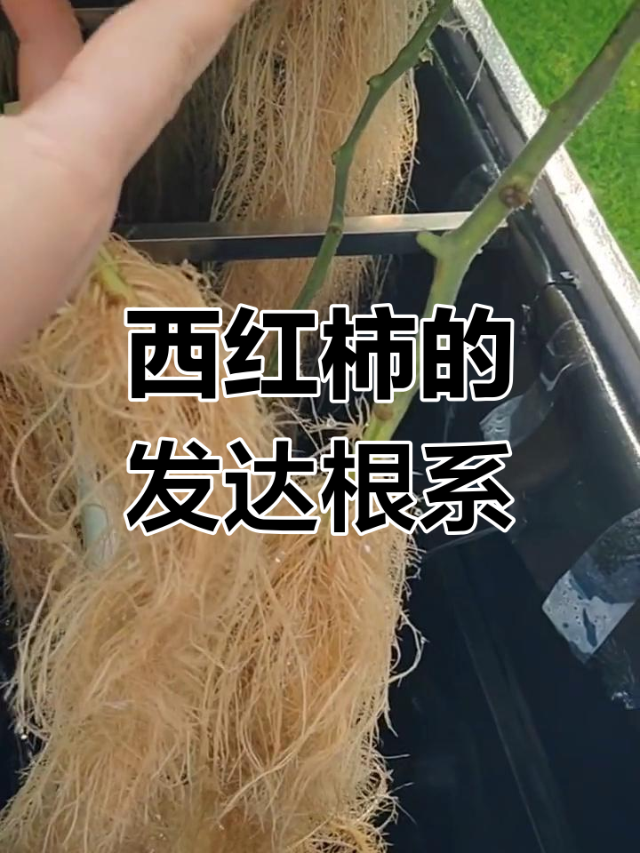 西红柿根系揭秘:2米多的强大吸收力