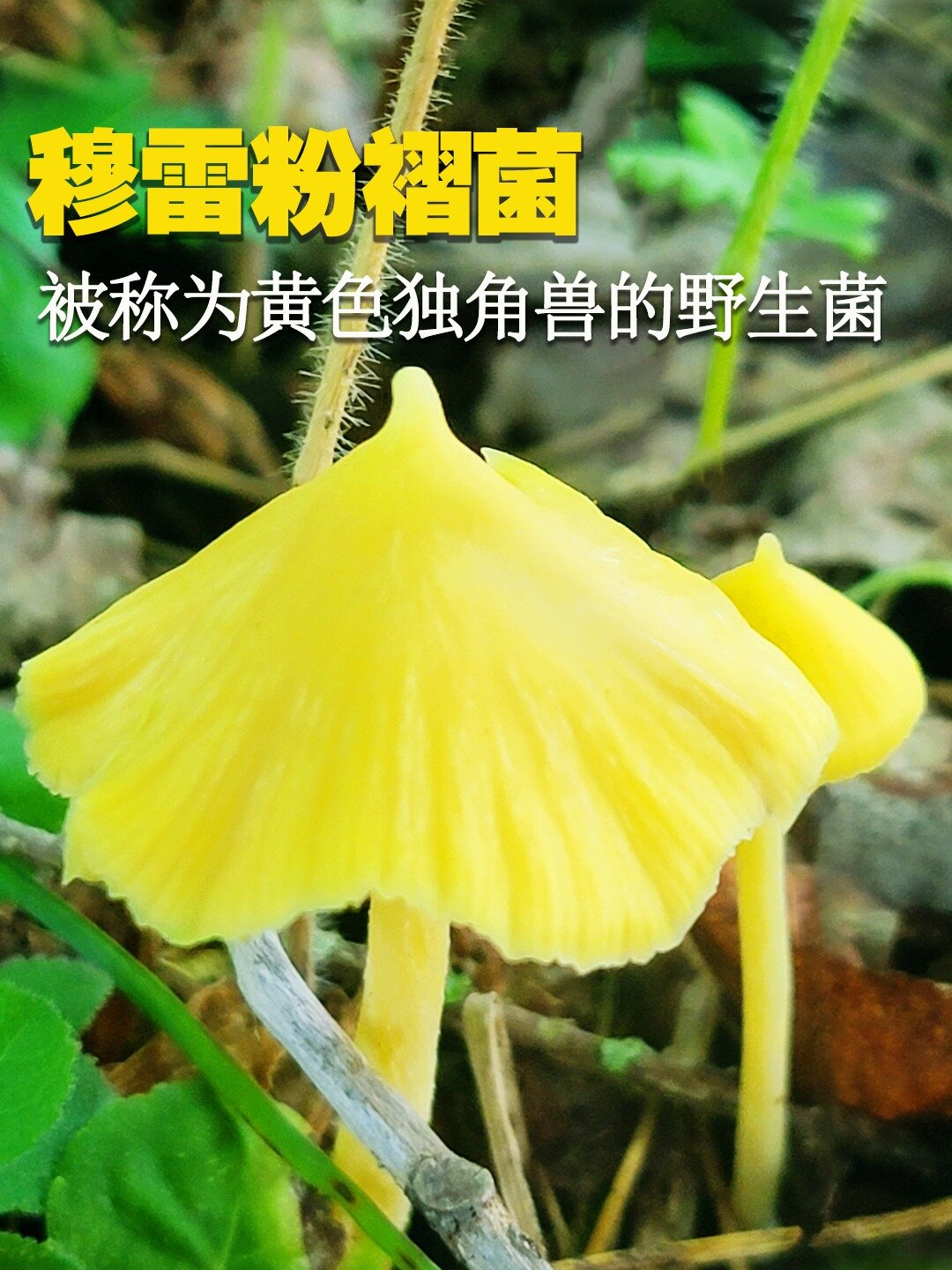 勐宋粉褶菌图片