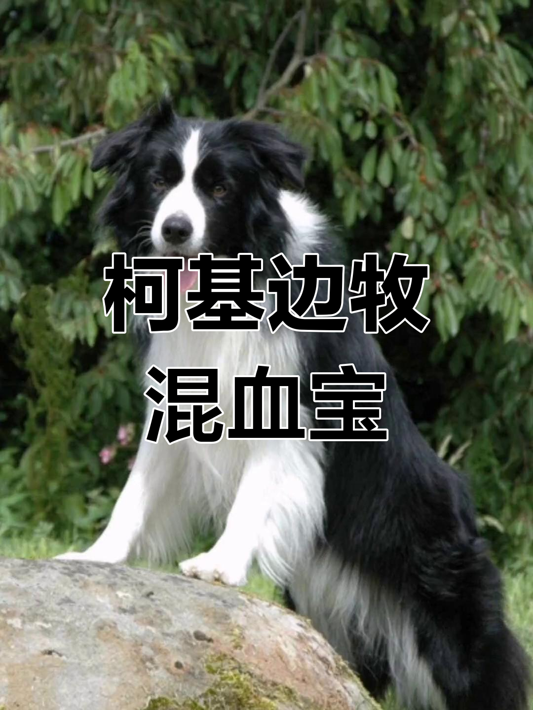 柯基与边牧的混血宝宝,萌态十足!