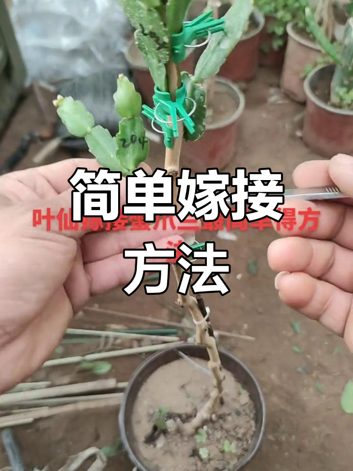 蟹爪兰嫁接技巧图片