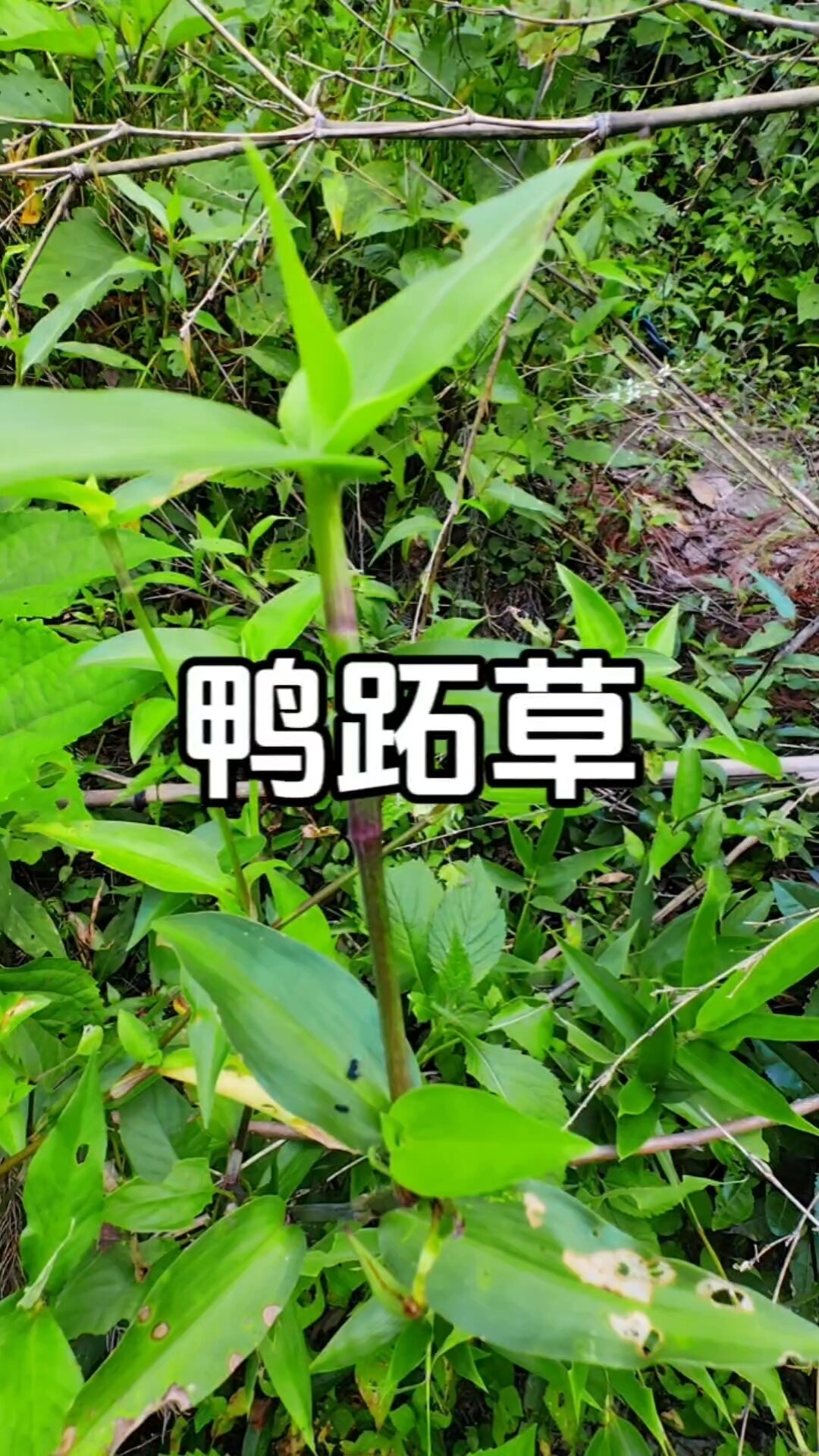 火烧草功效图片图片