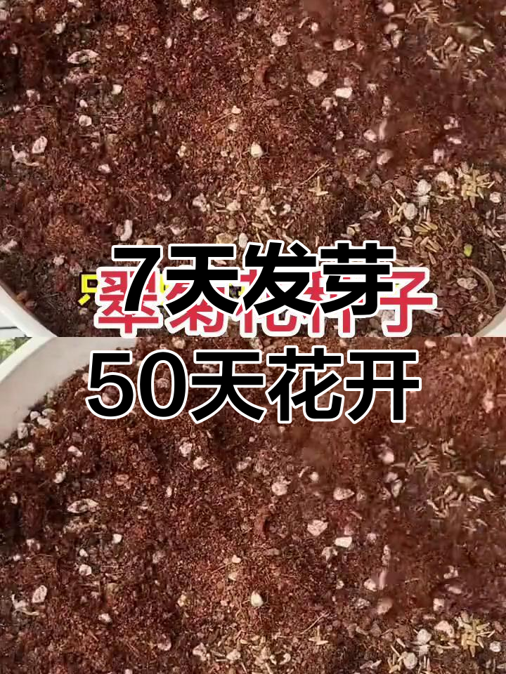 翠菊种子,轻松种植花海