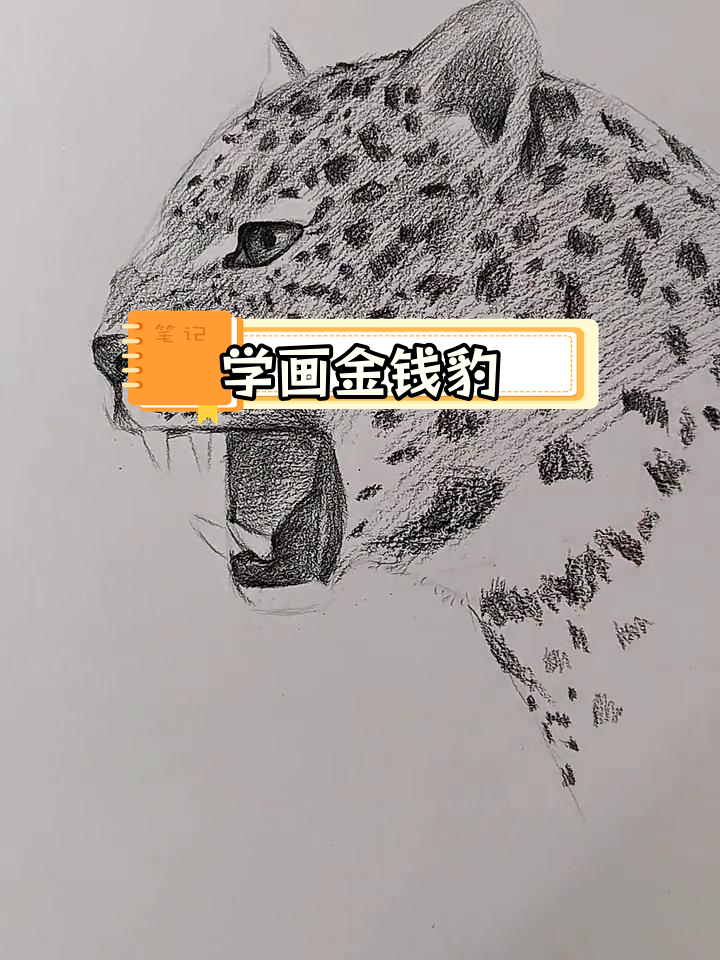绘制金钱豹素描技巧