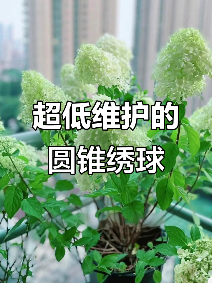 圆锥绣球活力青柠,带花苞发货,超耐低温