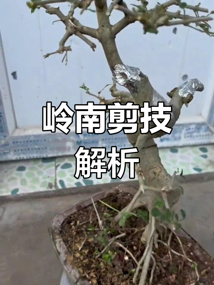 岭南派盆景修剪技巧:截干蓄枝详解