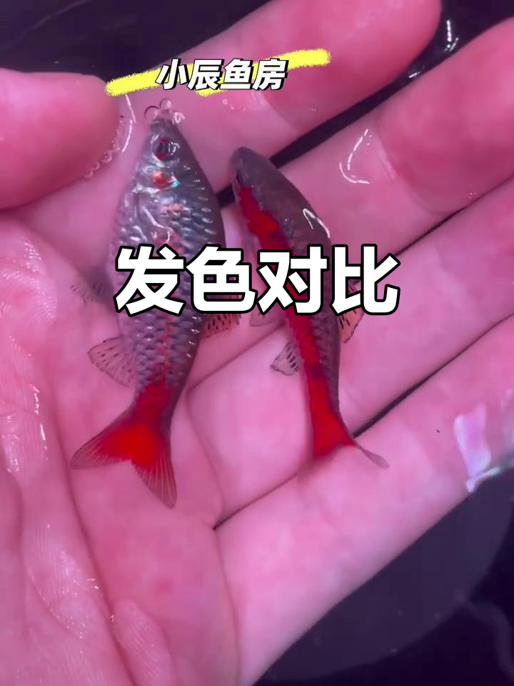 钻石彩虹鲫,公母发色差异明显