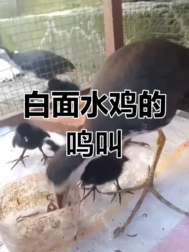 白面水鸡真实叫声大揭秘,听听这声音有多独特!