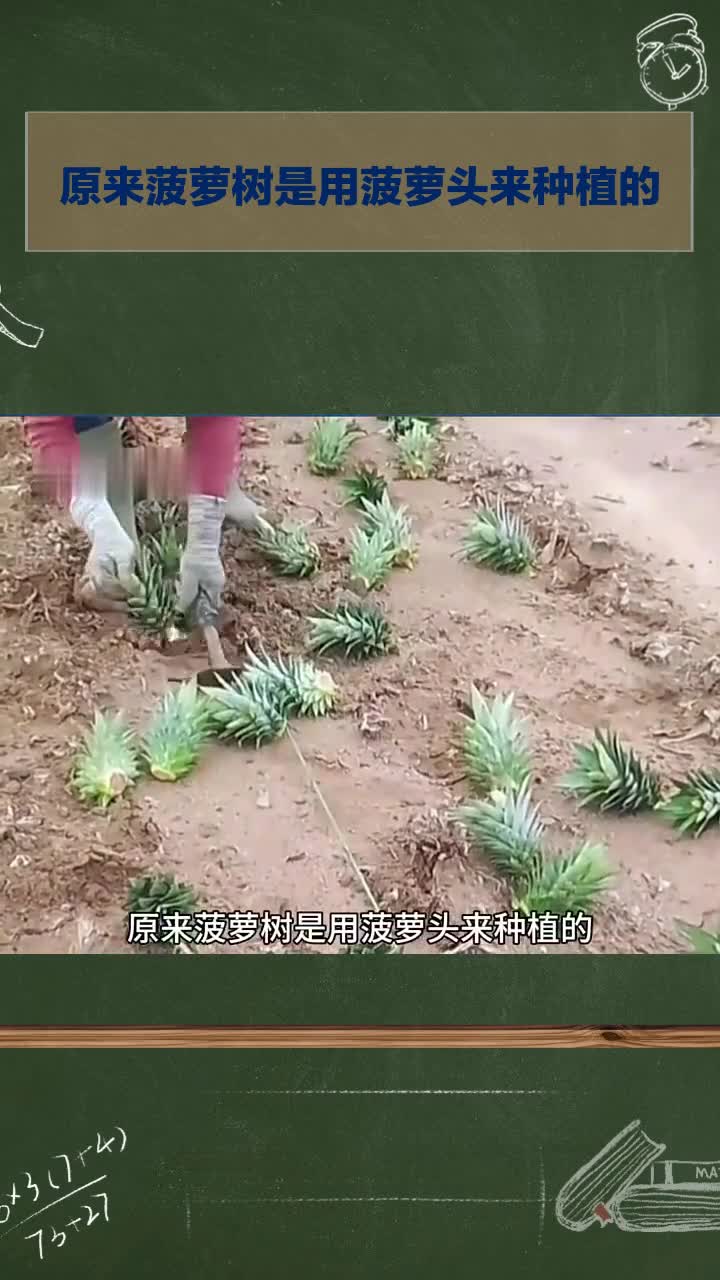 菠萝玉米 种植方法图片