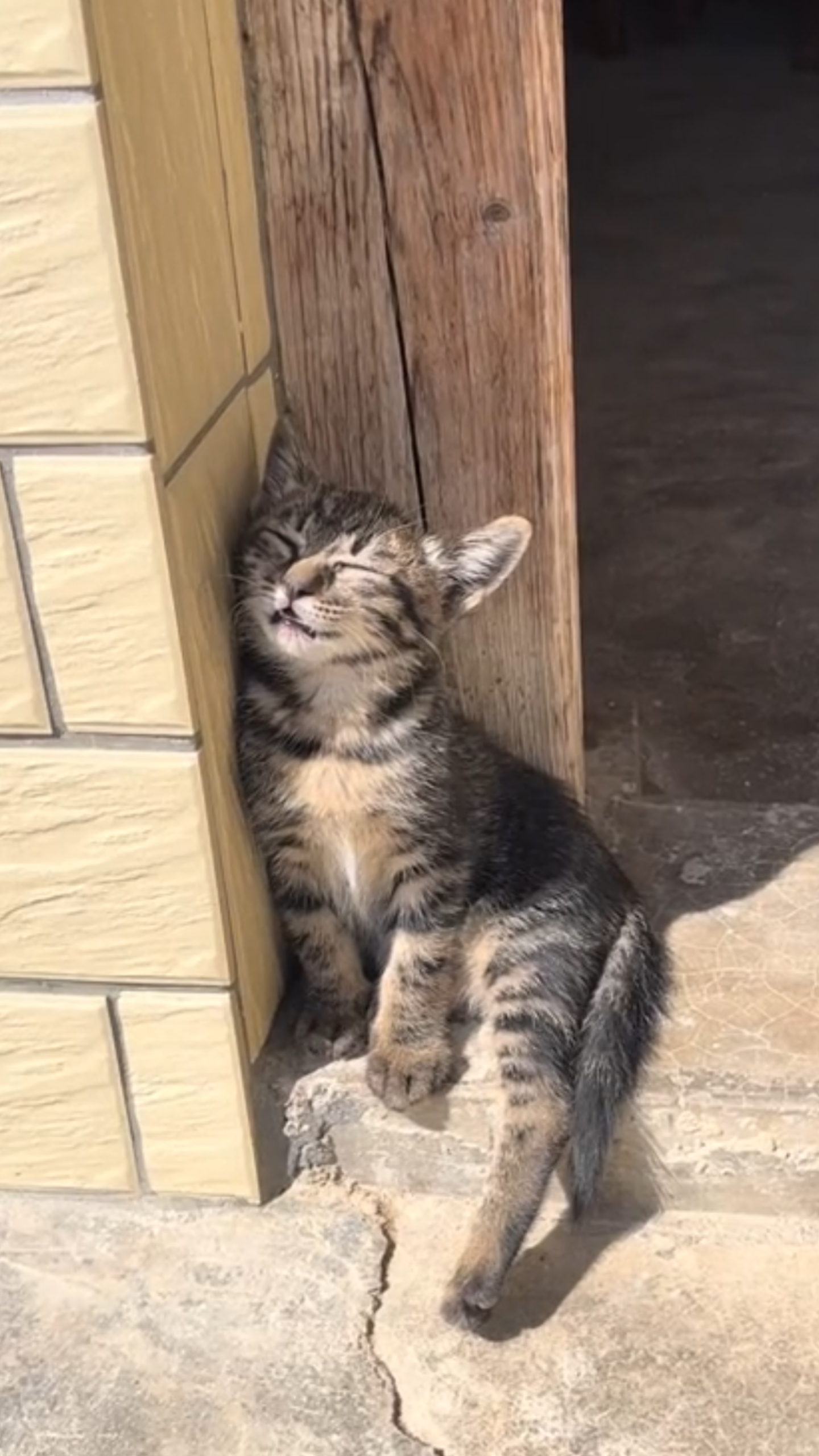 小猫倚在门框打瞌睡,"猫科动物睡觉的时候最警惕"