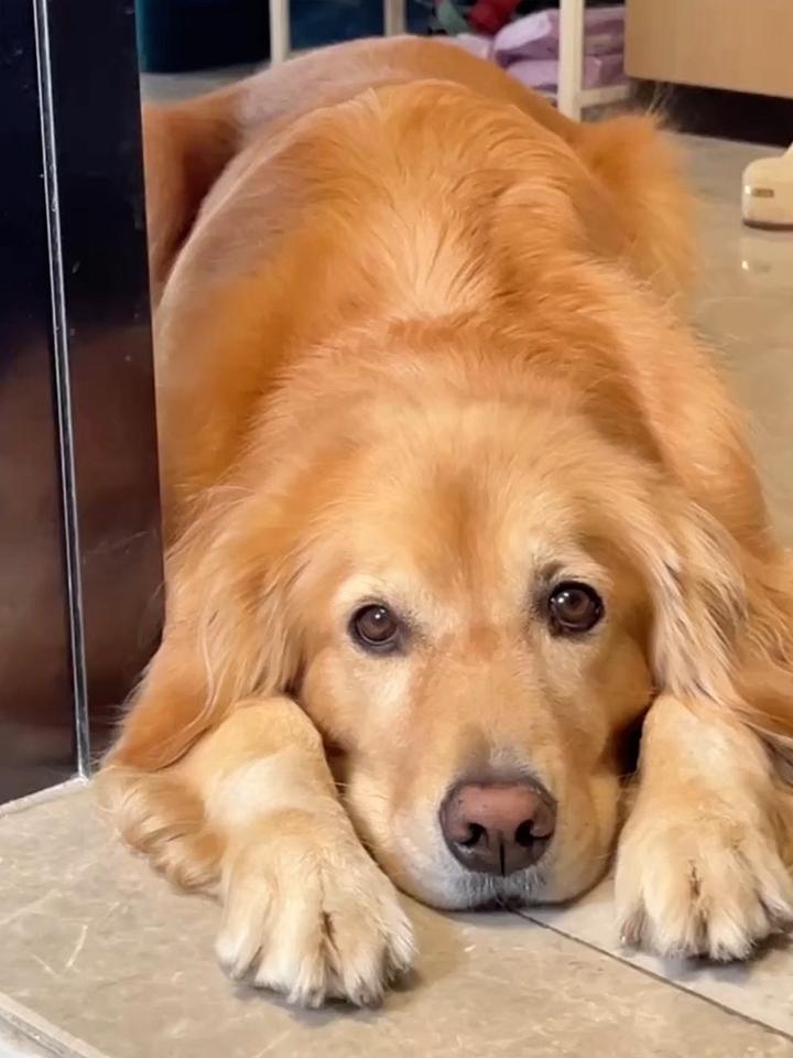 委屈小狗,金毛日常生活视频