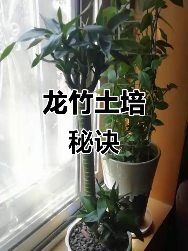 龙竹土培更佳,三支水养只剩一半,转土后长势喜人