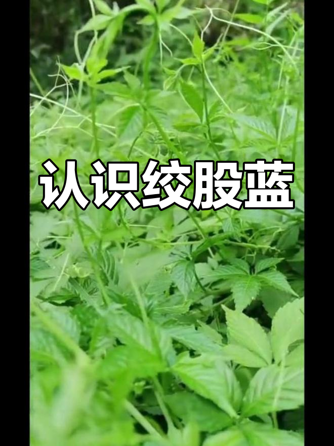 绞股蓝与乌蔹莓的区别解析