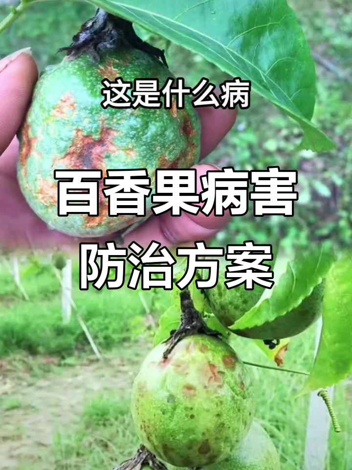 百香果常见病害防治全攻略,药剂选择与使用技巧