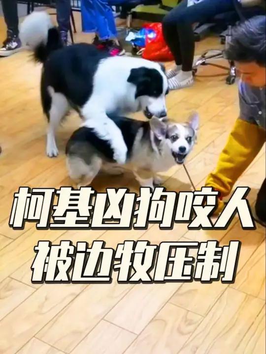 柯基凶狗咬人 结果被边牧犬压制,老实了 训犬 柯基 广州训犬学校 广州
