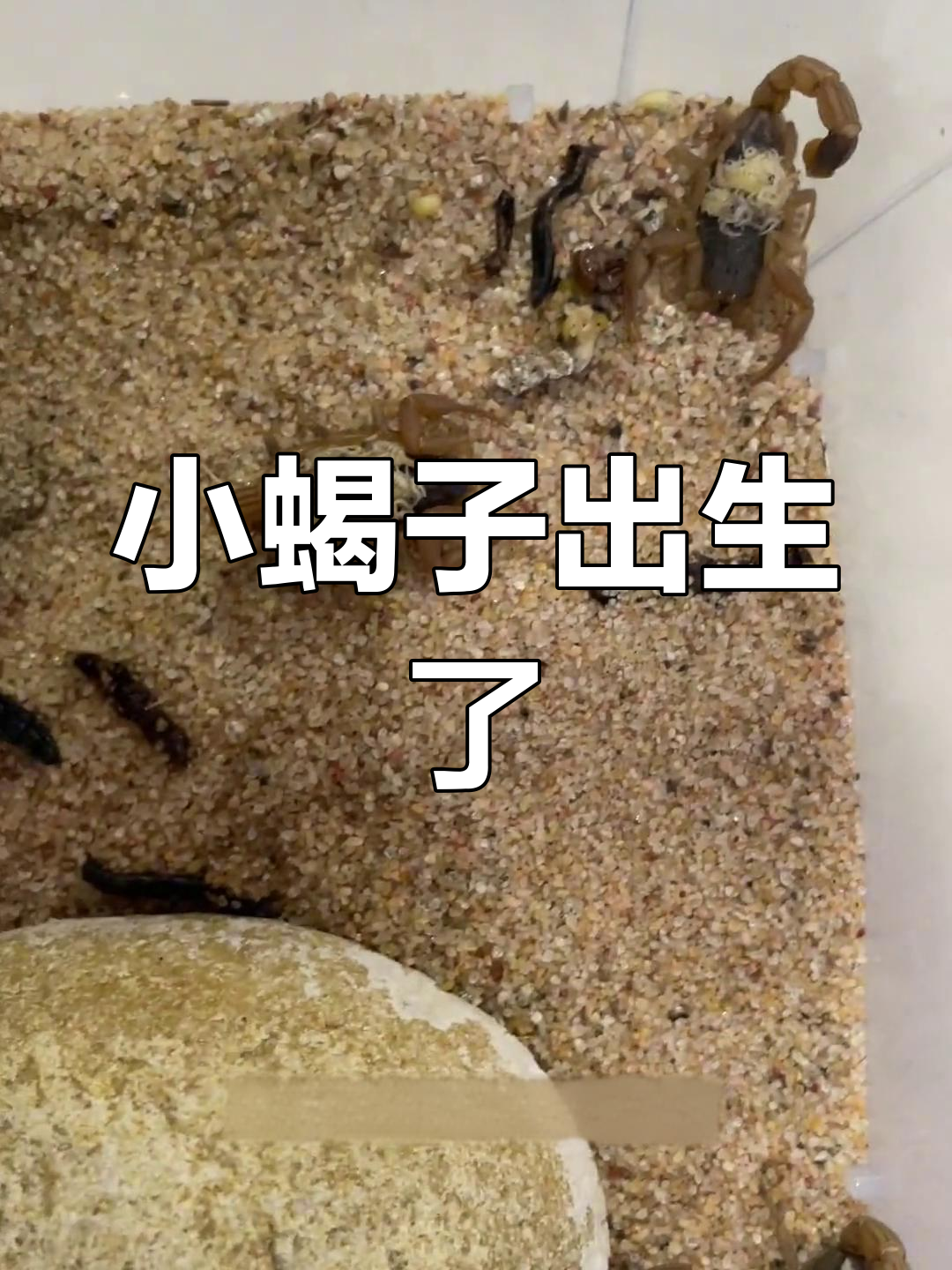 蝎子竟然在背后孵化小宝宝,密密麻麻的吓一跳!