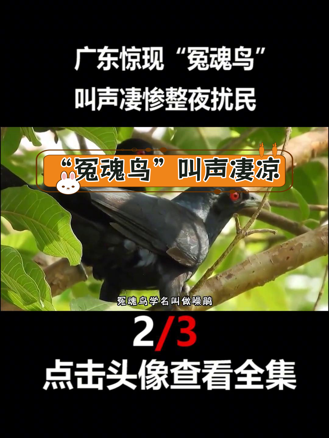 广东现冤魂鸟半夜惨叫