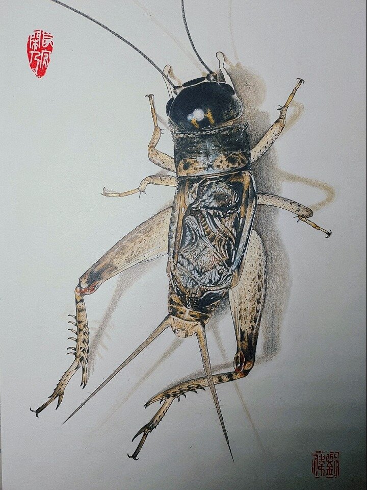 彩铅手绘蟋蟀