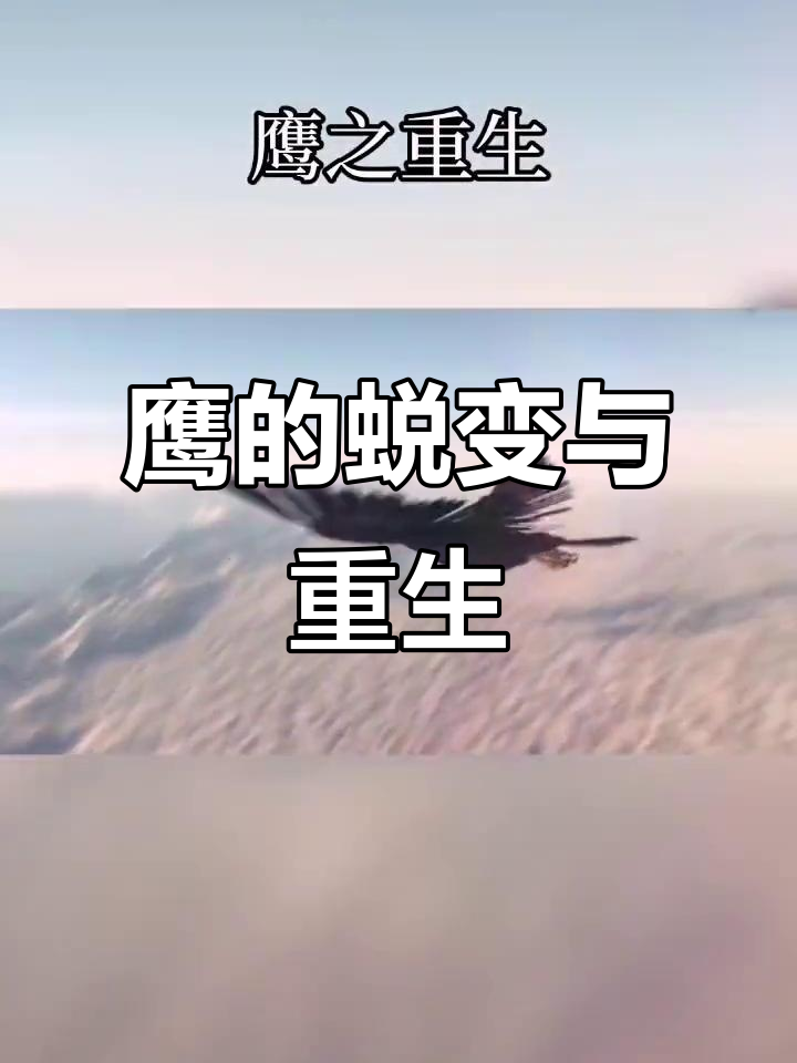 鹰的重生:四十岁蜕变,重获新生