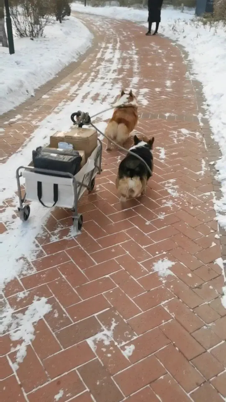 狗拉雪橇～狗到用時剛剛好