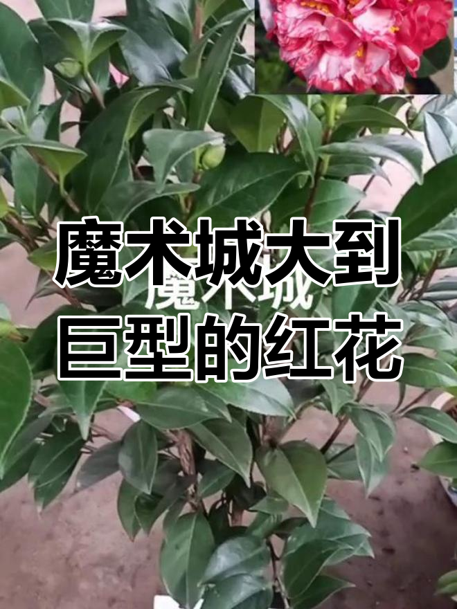 魔术城山茶花:红底白斑,巨型花朵惊艳登场