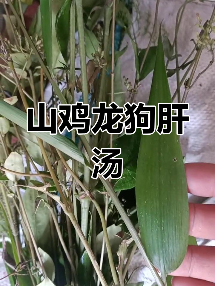 龙狗肝的别名图片