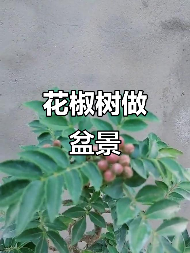 花椒树也能变盆景,创意十足!