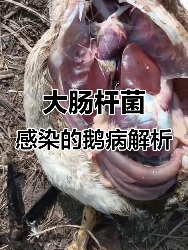 60天大鹅病理分析:大肠杆菌感染严重,肝脏正常