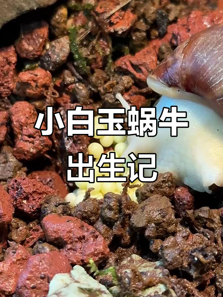 白玉蜗牛孵化全过程,小生命破壳而出
