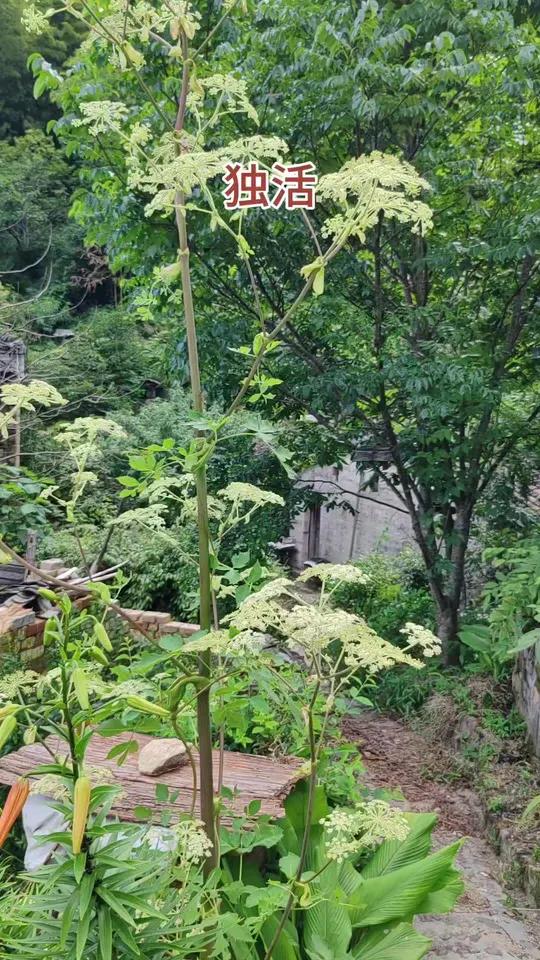 独活为伞形科植物