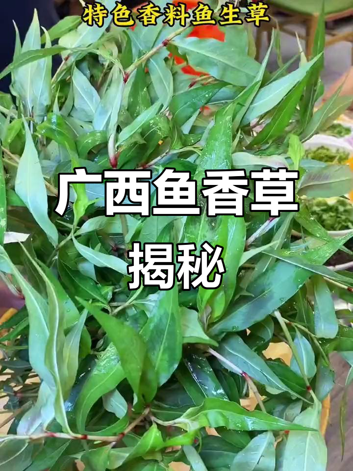 广西特色鱼生草,有些是野草不能吃