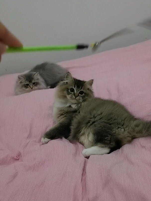 布偶和银渐层的崽子长大啦,竟然生出来黑金