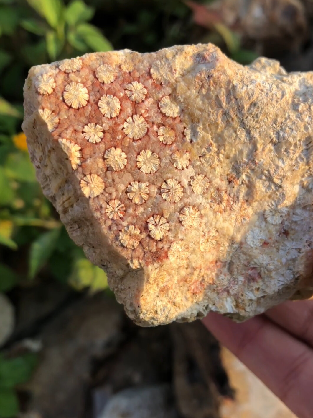 很多人问我,浅绿色珊瑚玉是染色的吗?