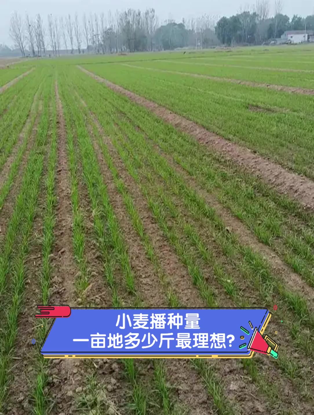 一亩地小麦种植成本(一亩地小麦种植成本多少钱)