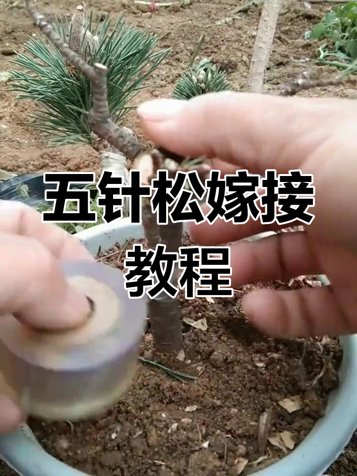 五针松嫁接千手丸,技巧与季节全解析