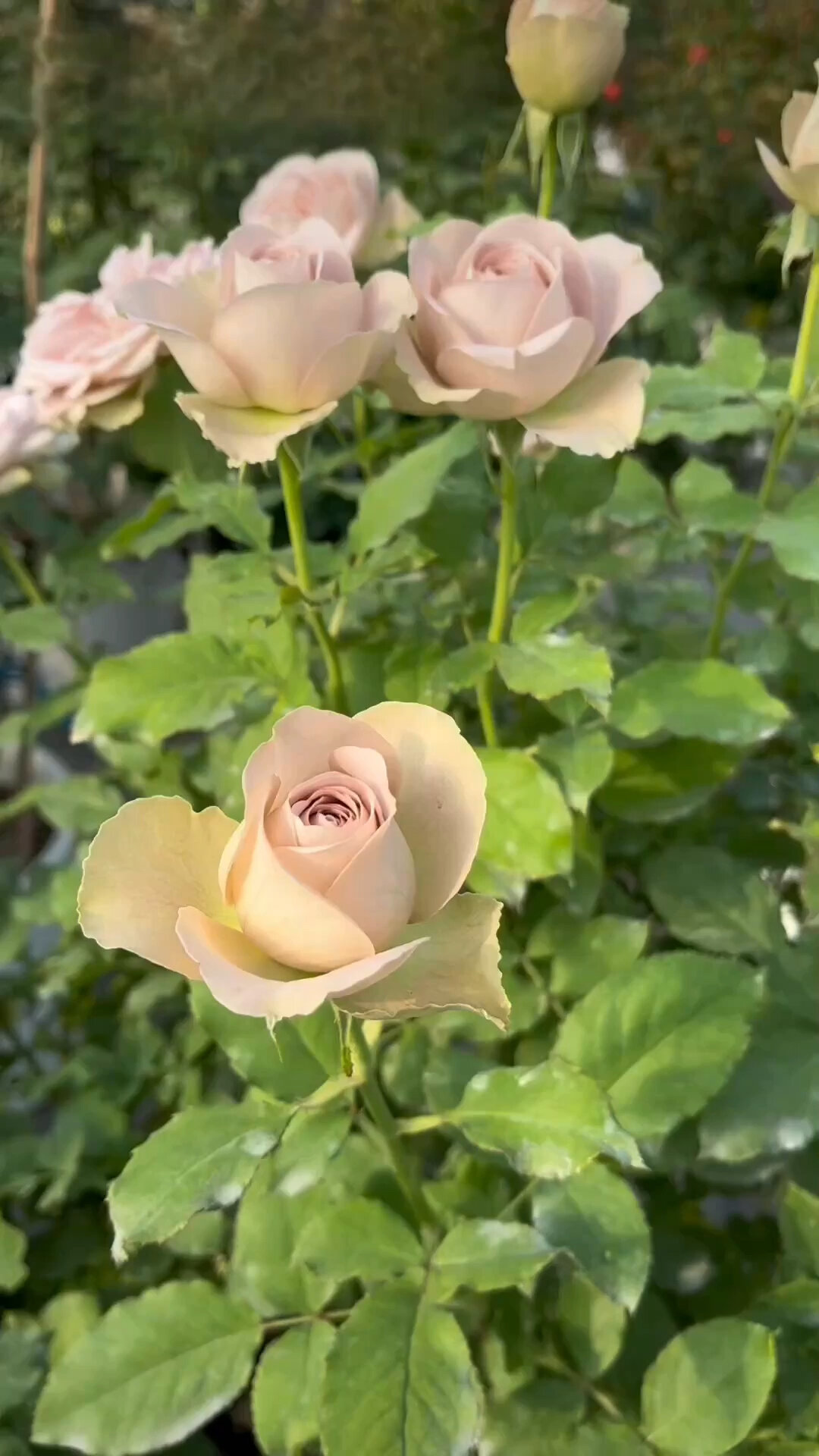 很高级的灰紫色月季,巴黎圣母院