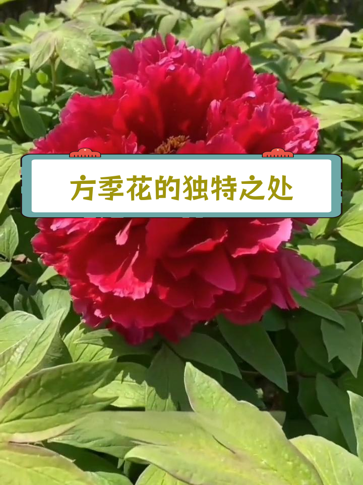 红色系牡丹中的极品,方季花的特点与魅力