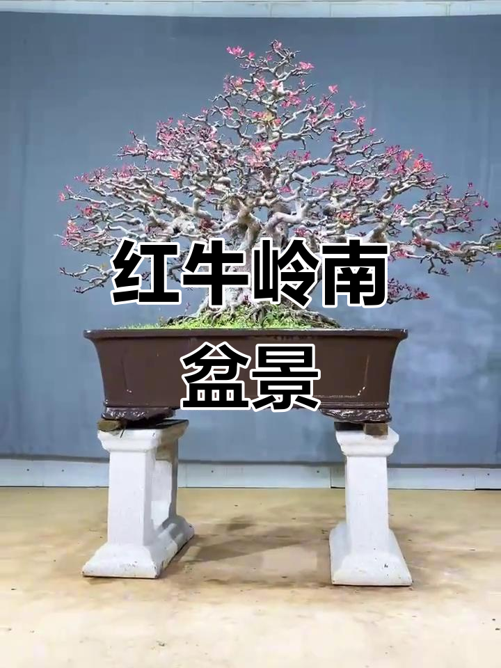 岭南经典老桩盆景,红牛造型独特魅力